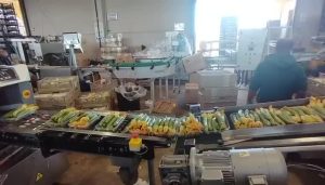 Macchine per l'industria agroalimentare